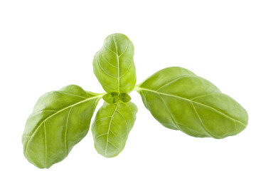 leaf basil