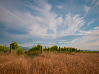 new zealand vineyard long exposure