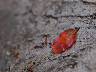 red autumn leaf