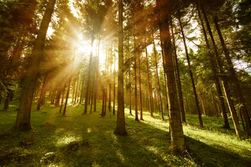 forest sunny
