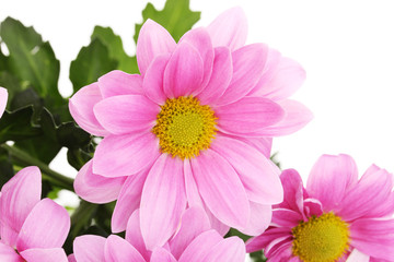 Pink chrysanthemum flowers close-up isolated on white