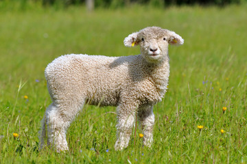 Naklejka na ściany i meble cute lamb