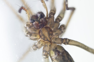 domestic spider stalking prey