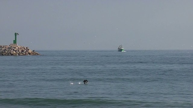 Pesquero y Cormor&aacute;n levantando el vuelo
