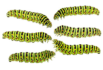 Old World Swallowtail (Papilio machaon)