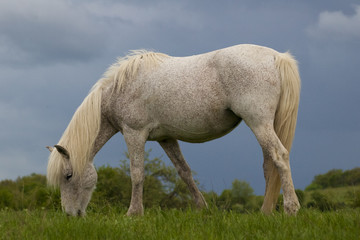 Obraz na płótnie Canvas Spotted konia