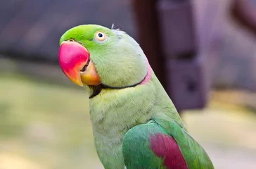 Foto op Plexiglas Colorful parrot © kitharaa