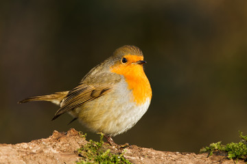 Robin on a branch