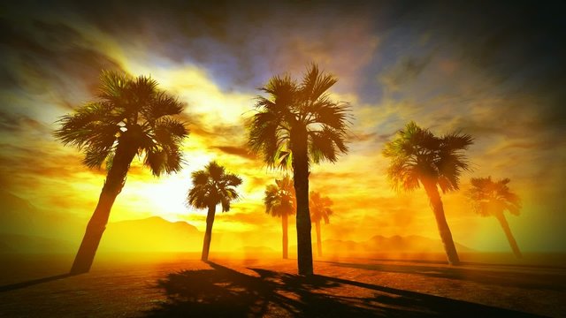 Palm trees on desert during sand storm