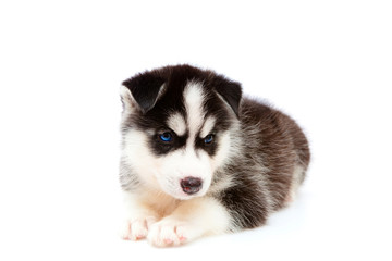 puppy a husky, isolated.