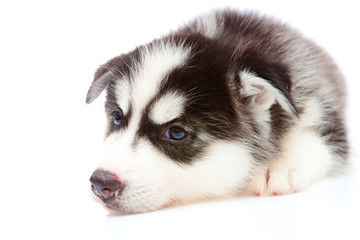 puppy a husky,isolated.