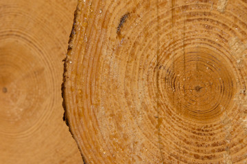 Fototapeta premium Frisches Holz