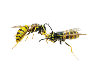 wasp