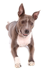 American Staffordshire terrier