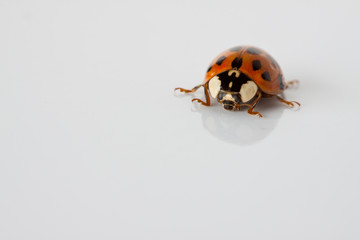 Marienkäfer auf weissem Grund