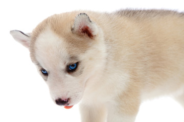 puppy a husky,isolated.