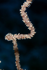 Detail of spiral wire coral in the Red Sea.