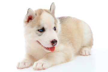 puppy a husky , isolated.