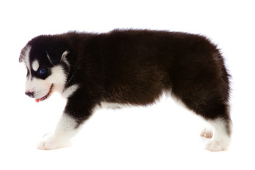 Fototapeta na wymiar puppy a husky, isolated.