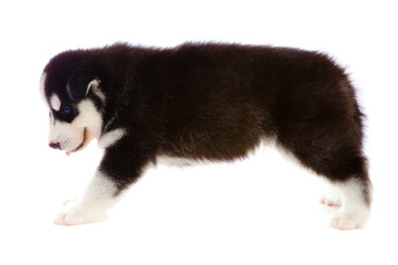 Obraz premium puppy a husky, isolated.