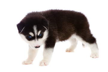 Obraz premium puppy a husky , isolated