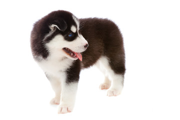 Fototapeta premium puppy a husky, isolated.