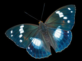 Butterfly (Apatura schrencki) 31