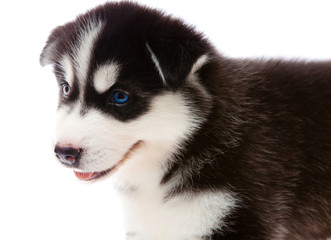 puppy a husky, isolated.