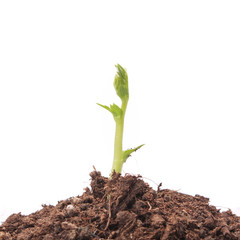 Young seedling growing in a soil.