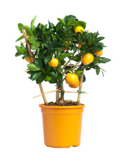 Citrus tree