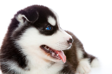 Obraz premium puppy a husky , isolated.