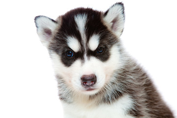 puppy a husky, isolated.