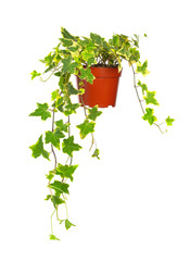 Ivy in flowerpot