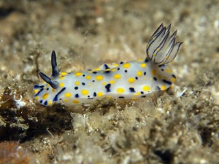 Nudibranch - Hypselodoris kanga