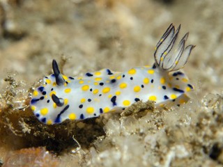 Nudibranch - Hypselodoris kanga