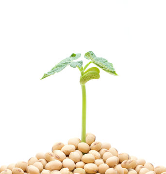 Soybean sprout isolated