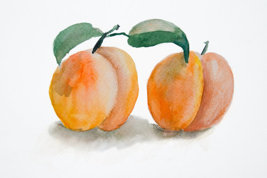 Watercolor illustration of Two peach