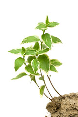Green plant grow in the soil