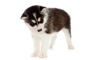 puppy a husky , isolated.