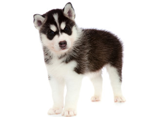Fototapeta premium puppy a husky , isolated.