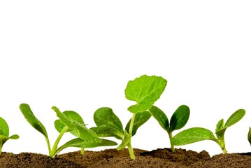 small green plants isolated on a white background