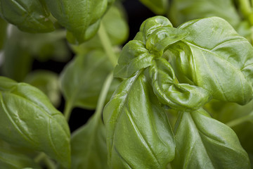 Basilikum