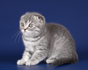 Kitten on blue background