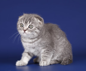 Kitten on blue background