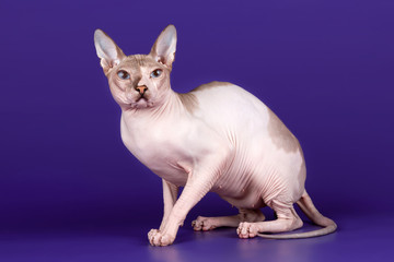 Sphinx on purple background