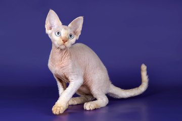 Devon rex on blue background