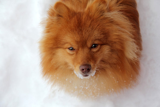 Pomeranian In The Snow