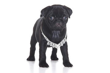 Pug puppy on white background