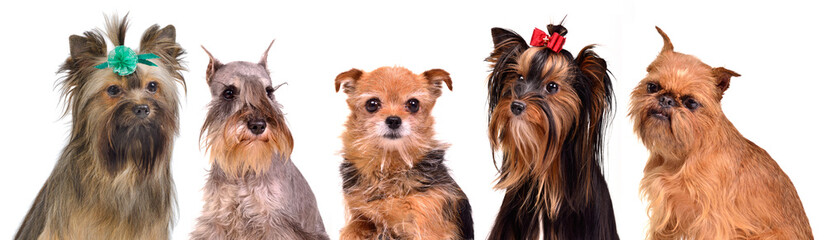 Group of little dogs portraits