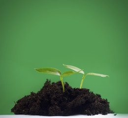 Sprouts
